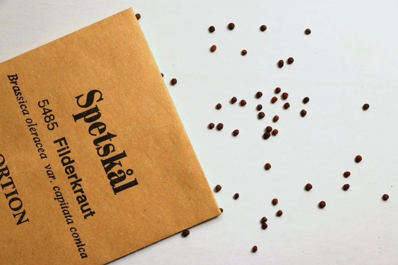 Spetskål 'Filderkraut', ekofrö - miniatyr 3