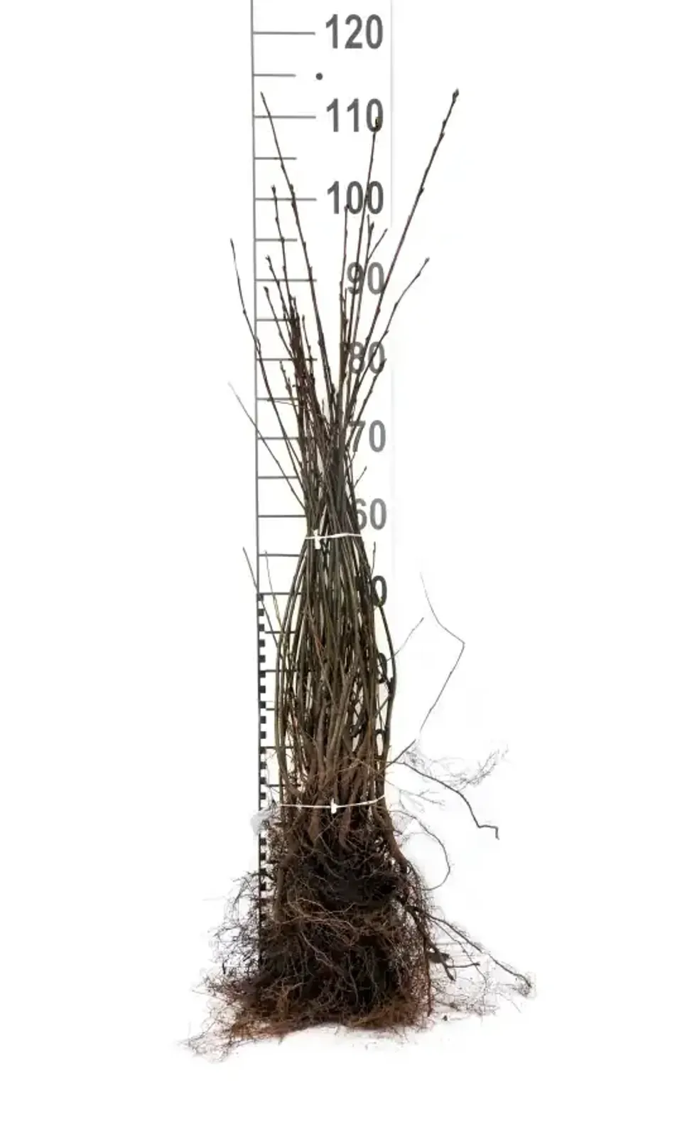Bärhäggmispel, 50-80 cm - miniatyr 4