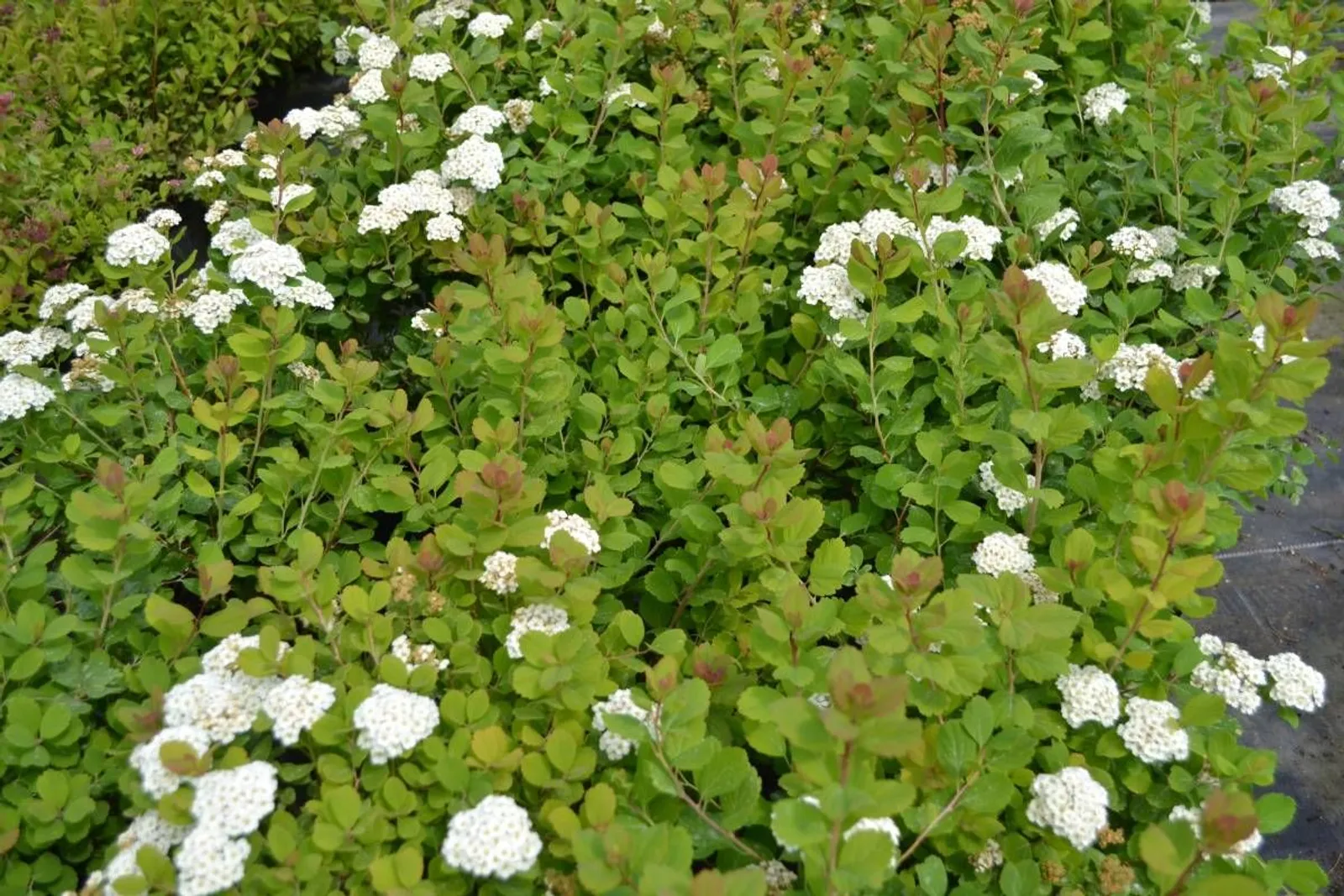 Björkspirea 'Tor' E, 10-15 cm