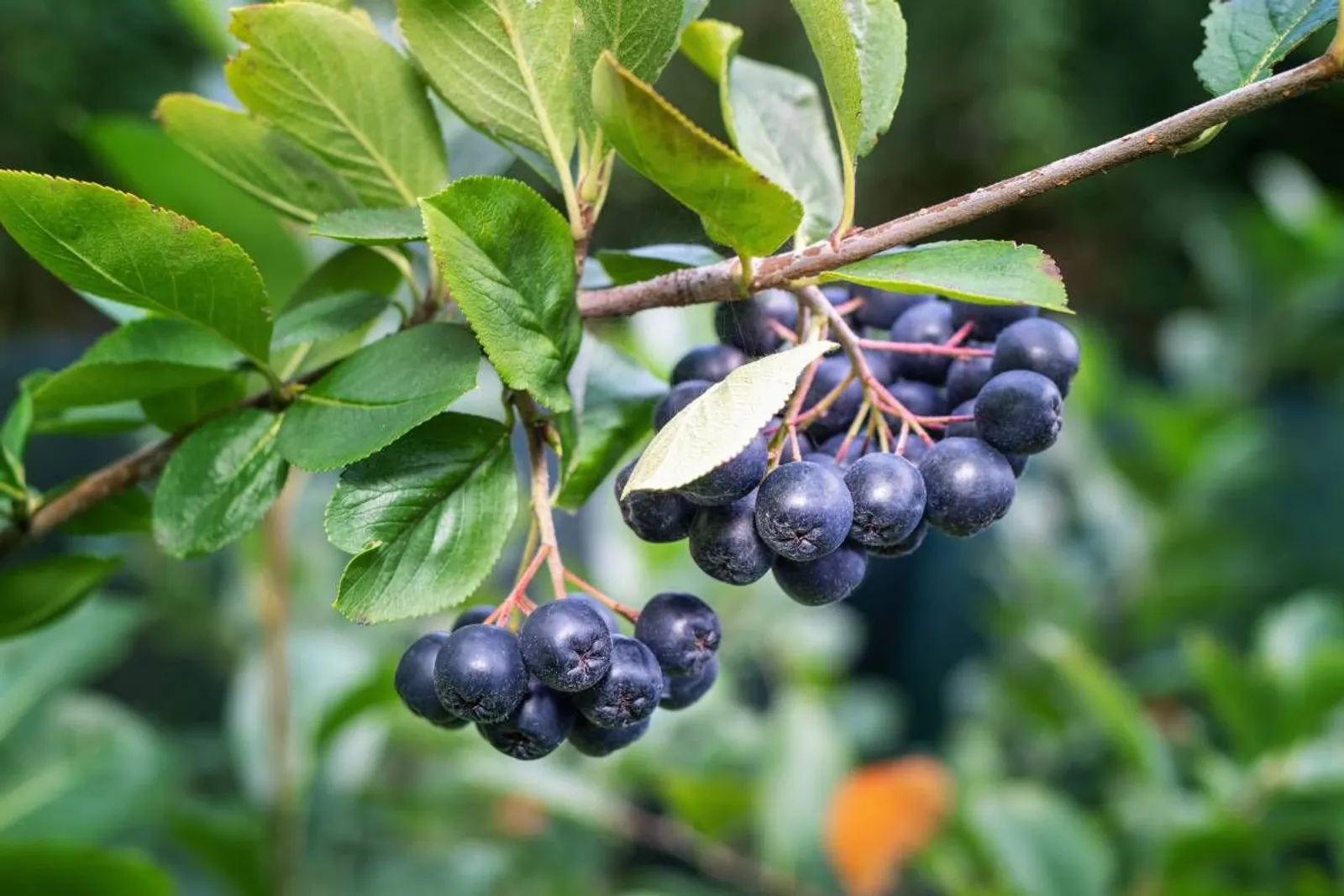 Svartaronia 'Hugin', 20-40 cm - miniatyr 2