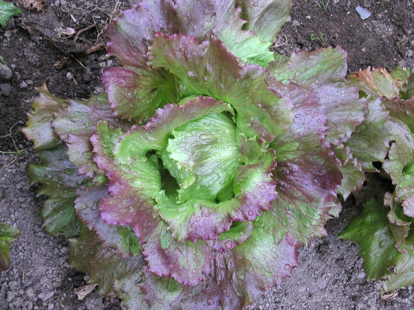Sallat, isberg- 'Red Iceberg', ekofrö - miniatyr 2