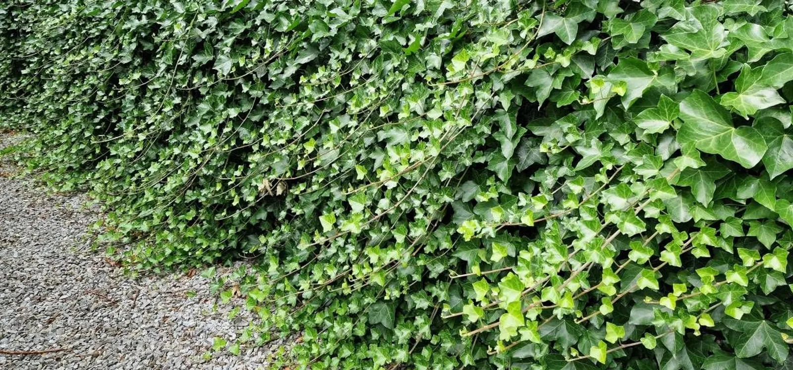 Storbladig murgröna, 15-30 cm - miniatyr 3