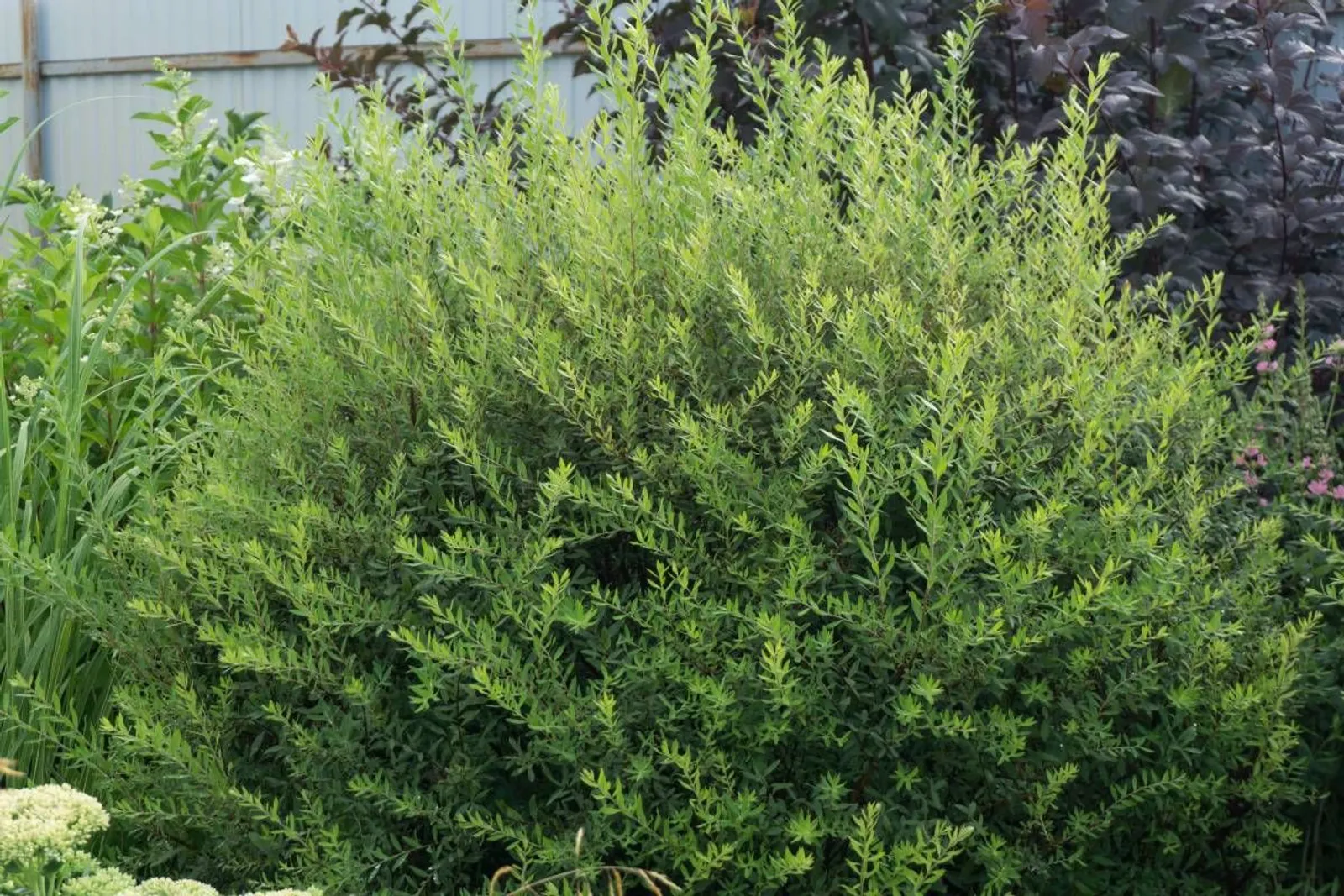 Norskspirea 'Grefsheim', 60-100 cm, Goliat - miniatyr 5