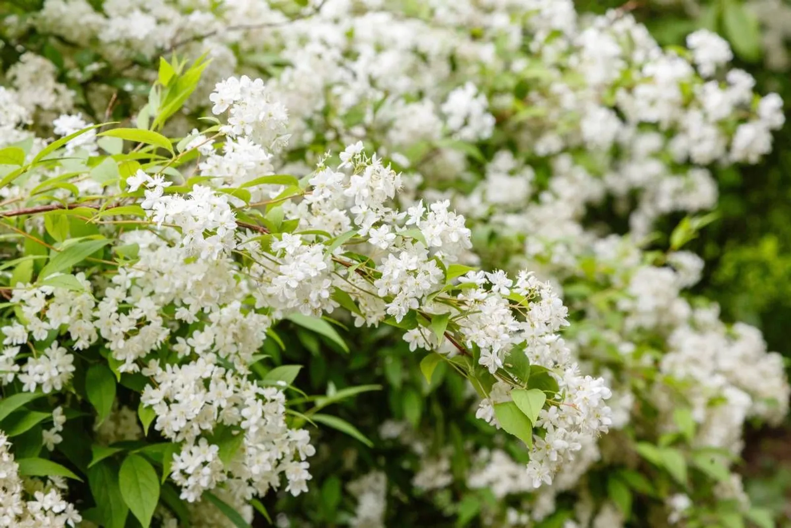Bruddeutzia, 15-30 cm - miniatyr 2