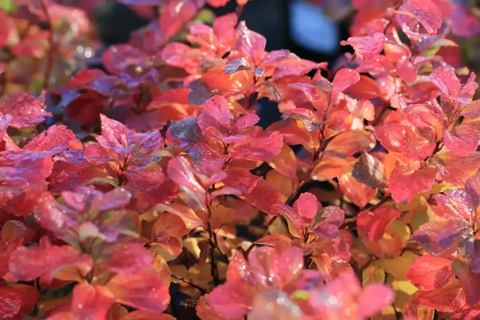 Björkspirea, 15-30 cm - miniatyr 4