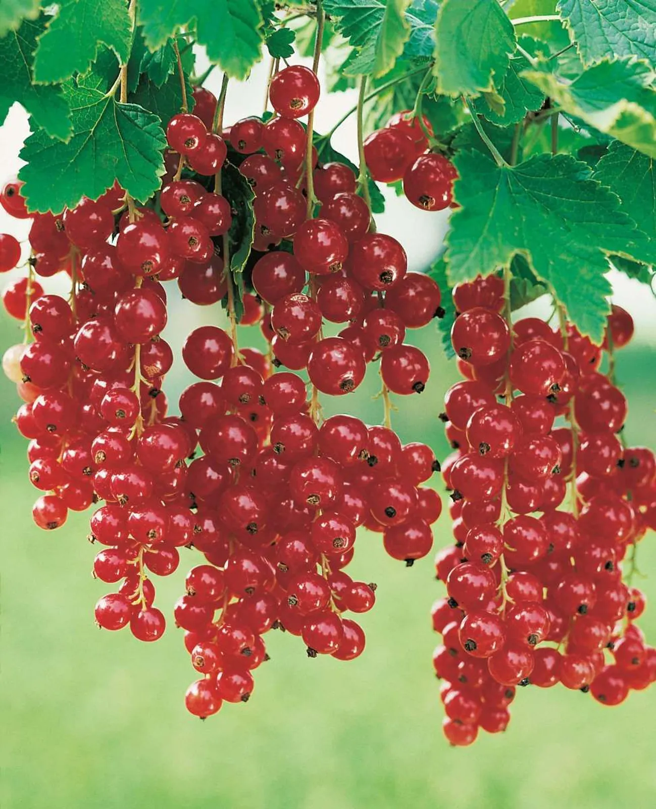 Röda Vinbär "Röda Holländska", 10-pack