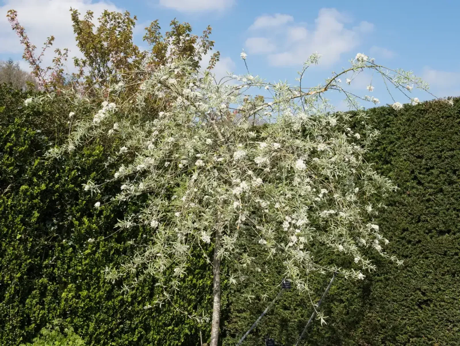 Silverpäron 'Pendula', Högstammat träd - miniatyr 2