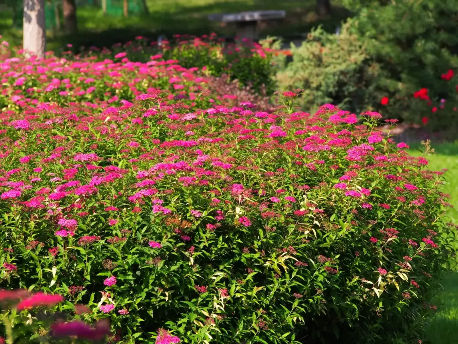 Rosenspirea, 15-30 cm - miniatyr 3