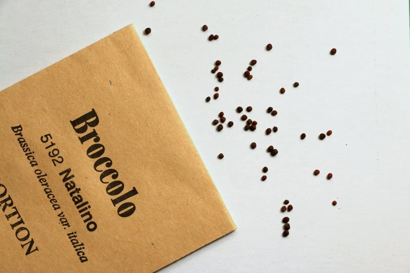 Broccolo 'Natalino Romanesco ', ekofrö - miniatyr 4