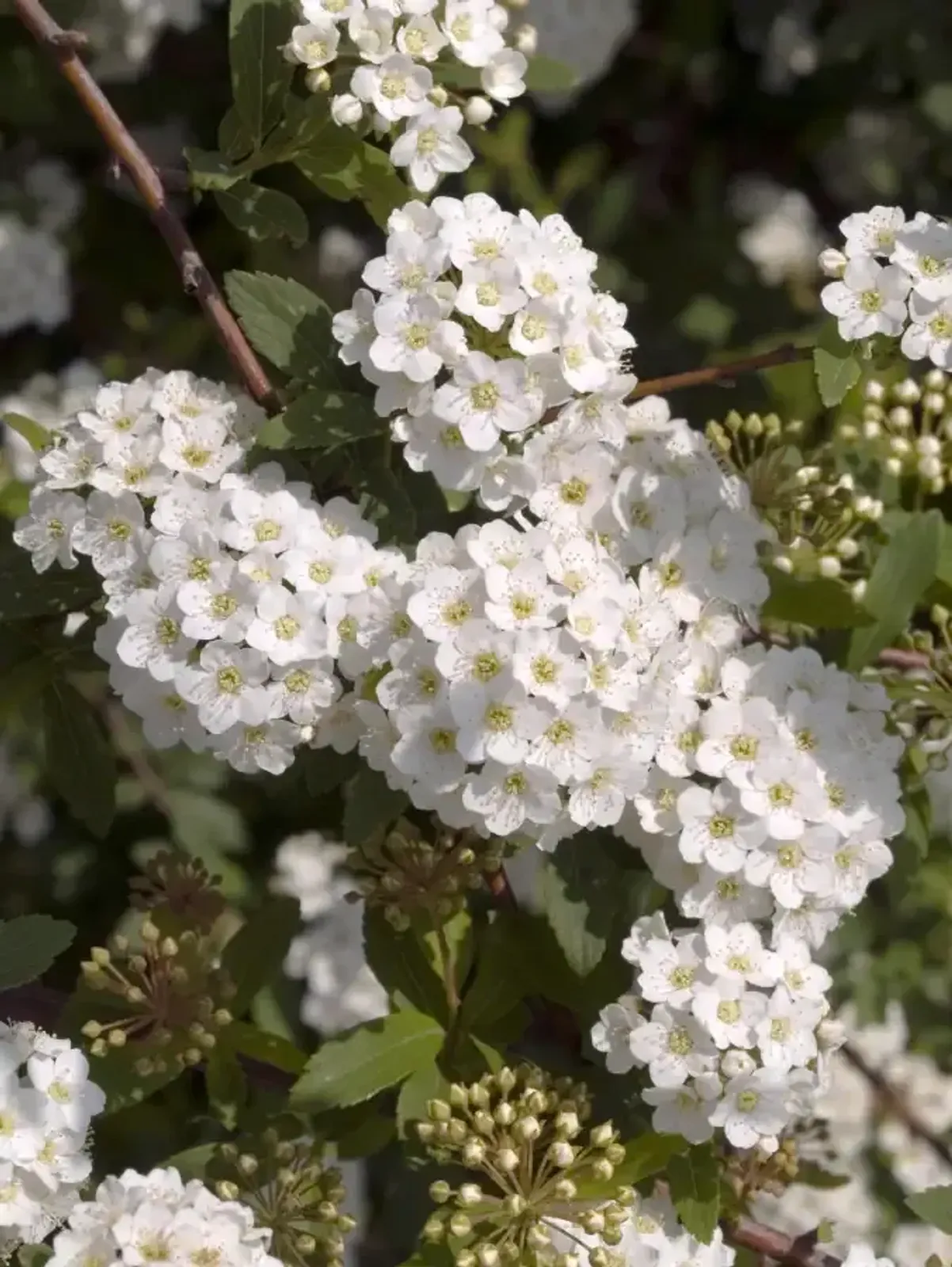 Bukettspirea, 50-80 cm - miniatyr 3
