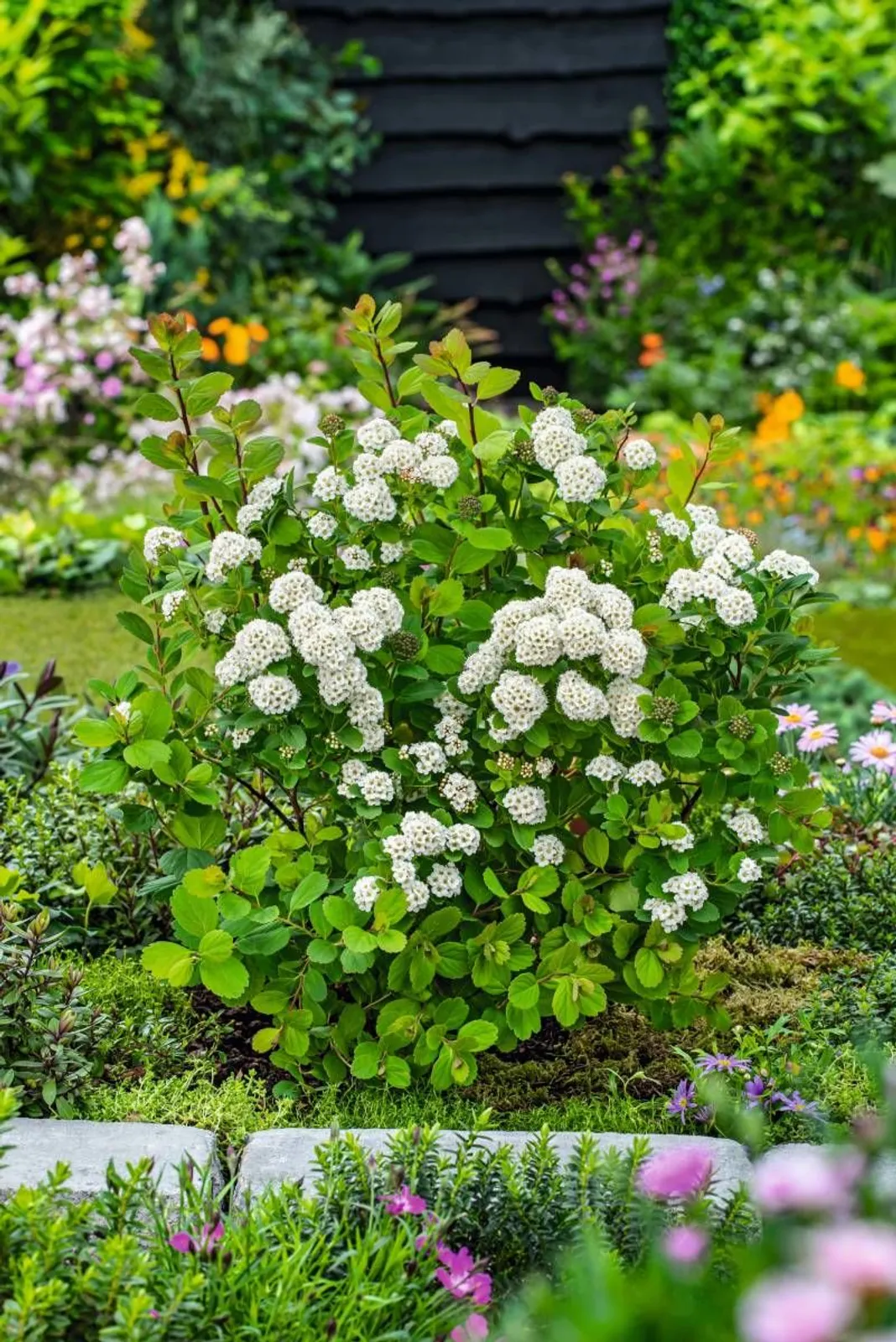 Björkspirea 'Tor' E, 10-15 cm - miniatyr 2