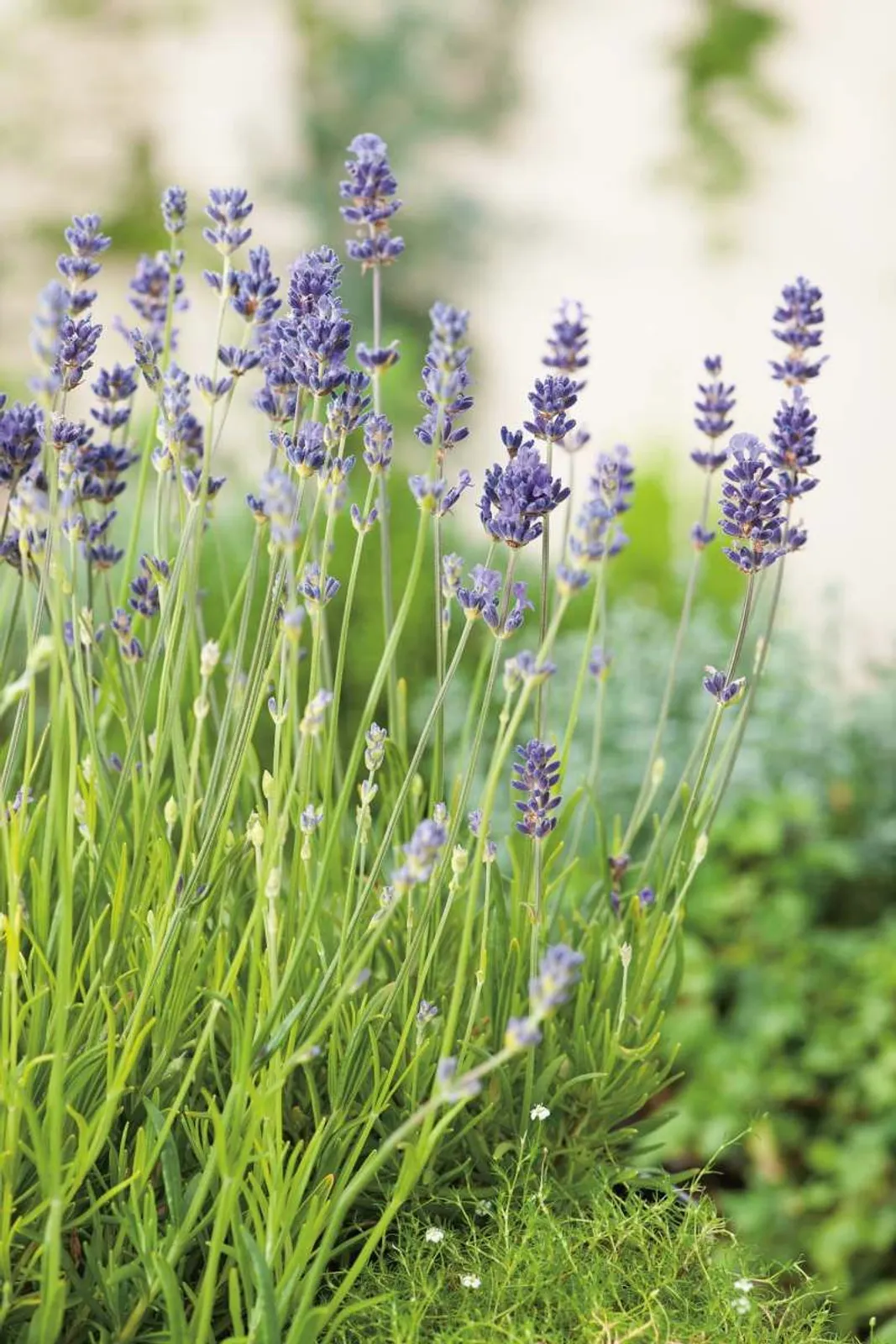 Lavendel 'Munstead', 10-pack