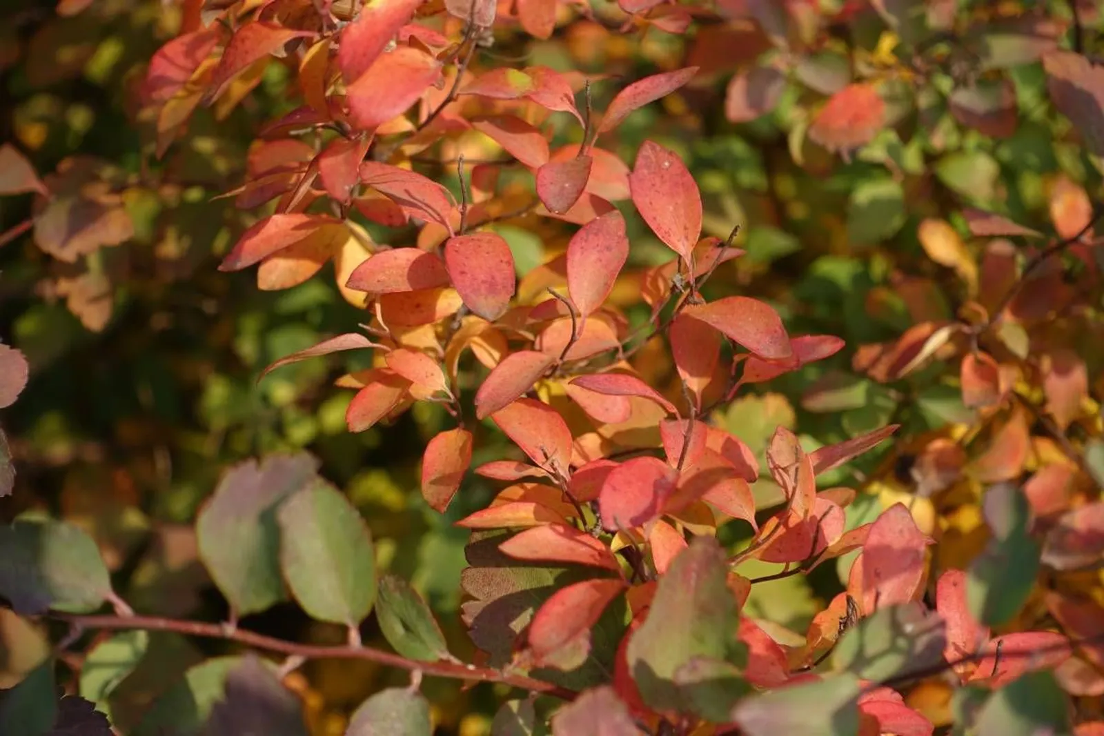 Bukettspirea, 80-100 cm, Goliat - miniatyr 6