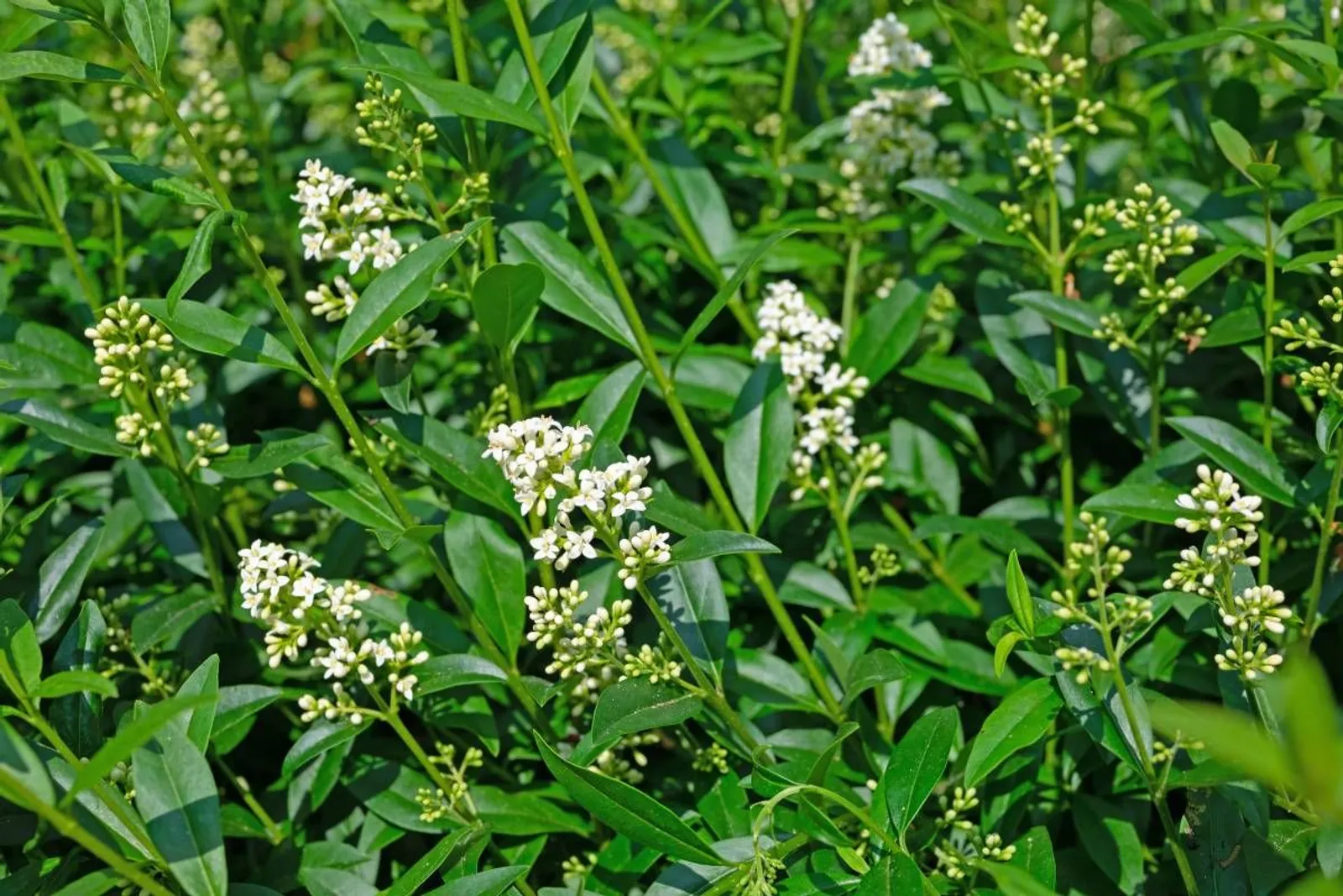 Vinterliguster 'Atrovirens', 40-60 cm - miniatyr 3