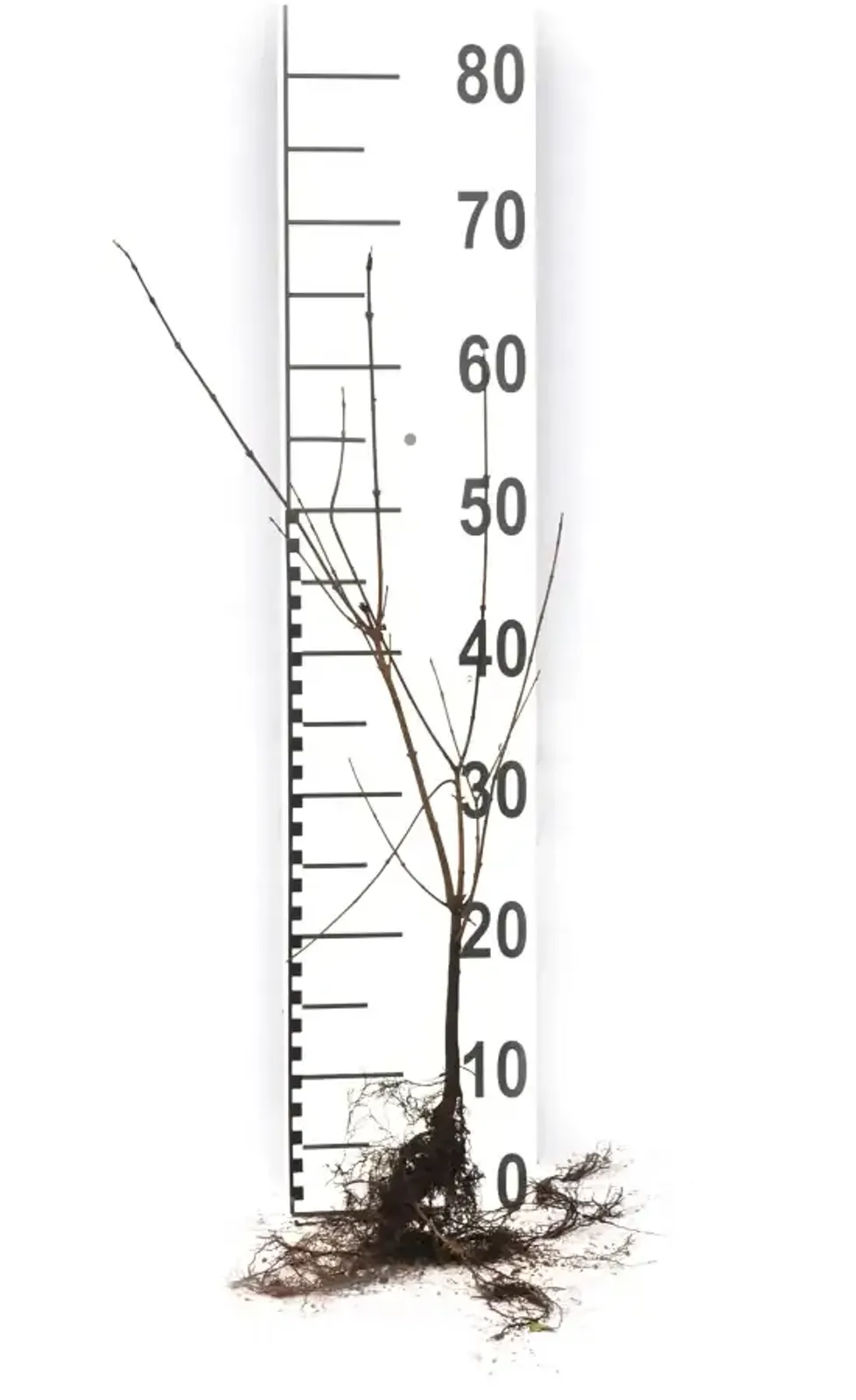 Naverlönn, 50-80 cm - miniatyr 6