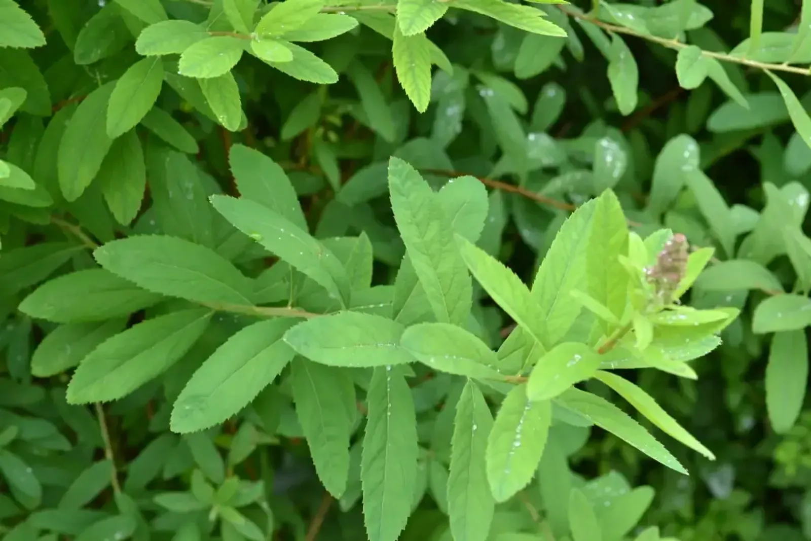 Klasespirea, 50-80 cm - miniatyr 5