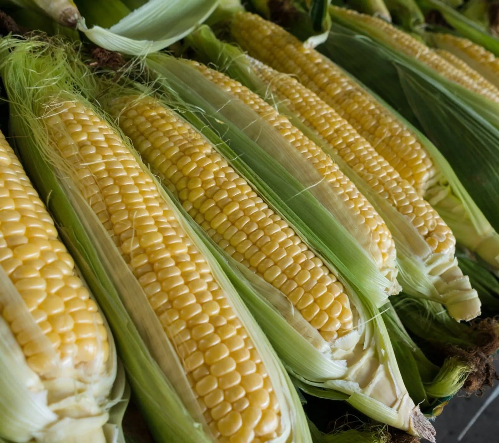 Majs 'Golden Bantam', ekofrö