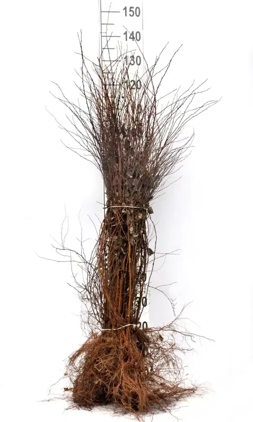 Bukettspirea, 50-80 cm - miniatyr 6