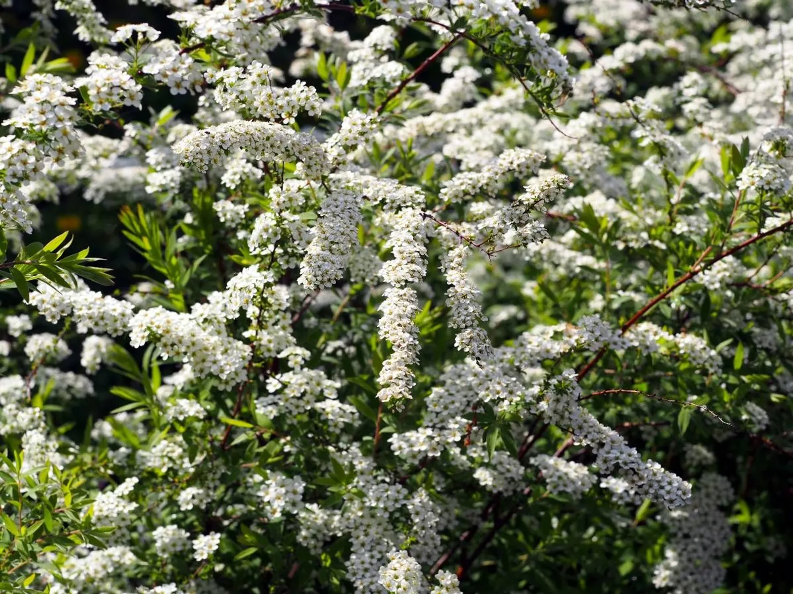 Norskspirea 'Grefsheim' E, 20-40 cm - miniatyr 3