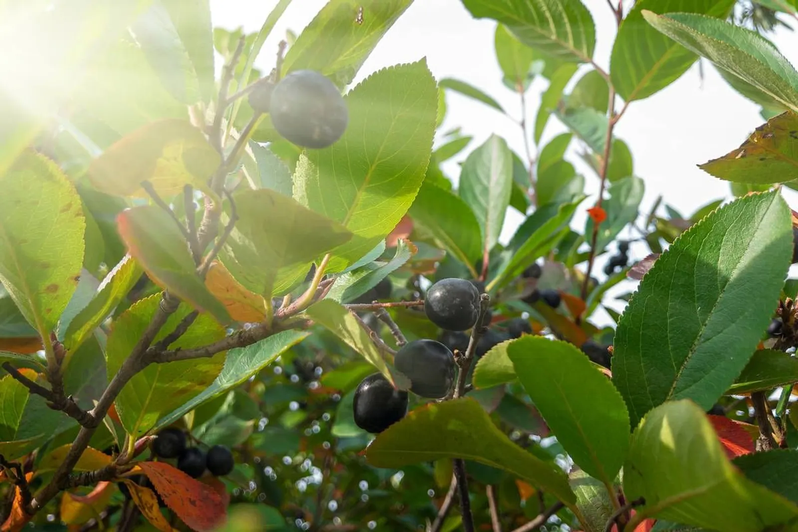 Svartaronia 'Hugin', 20-40 cm - miniatyr 4