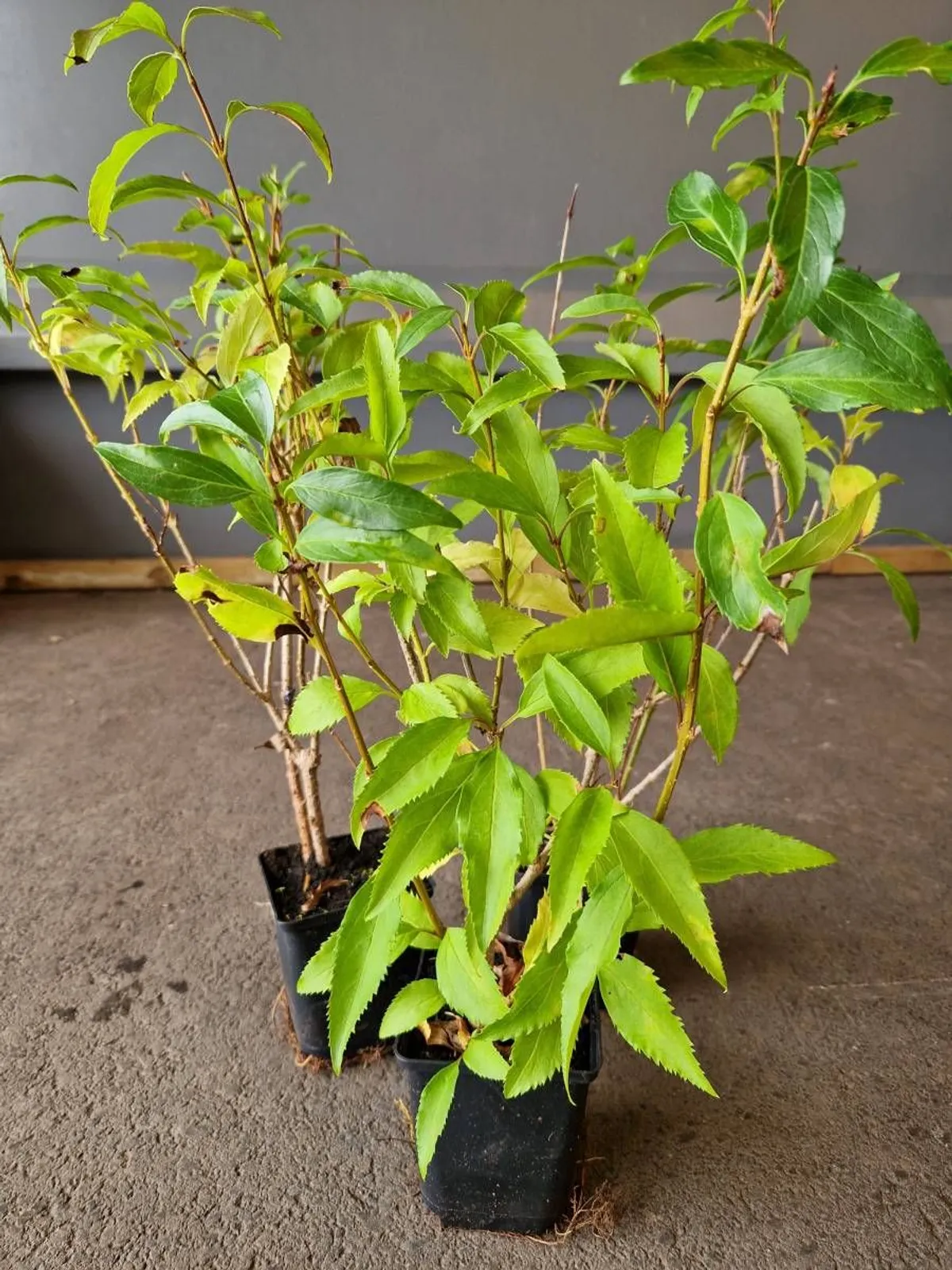 Hybridforsythia 'Freja' E, 20-40 cm - miniatyr 6
