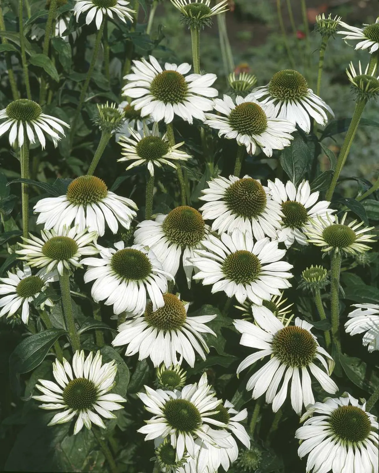 Solhatt 'Alba', 3-pack - miniatyr 1