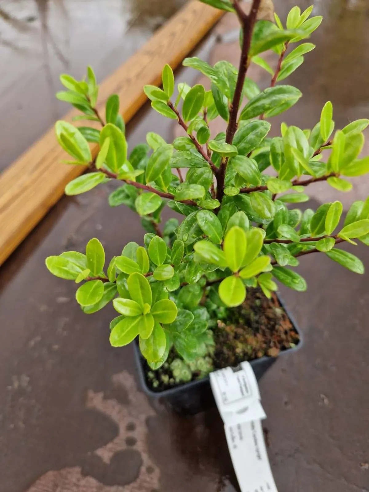 Japansk järnek 'Caroline Upright', 15-25 cm - miniatyr 5