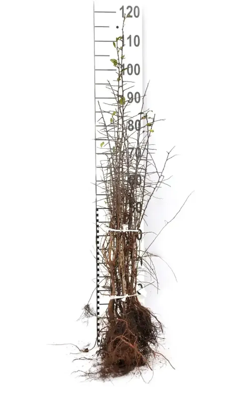 Slån, 50-80 cm - miniatyr 5