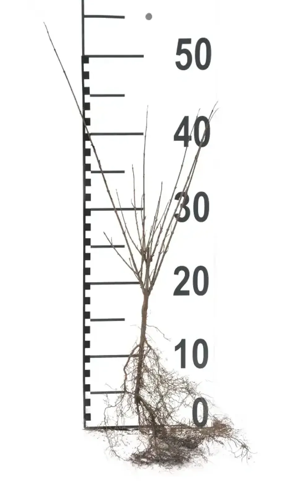 Dvärgliguster, 20-40 cm - miniatyr 6