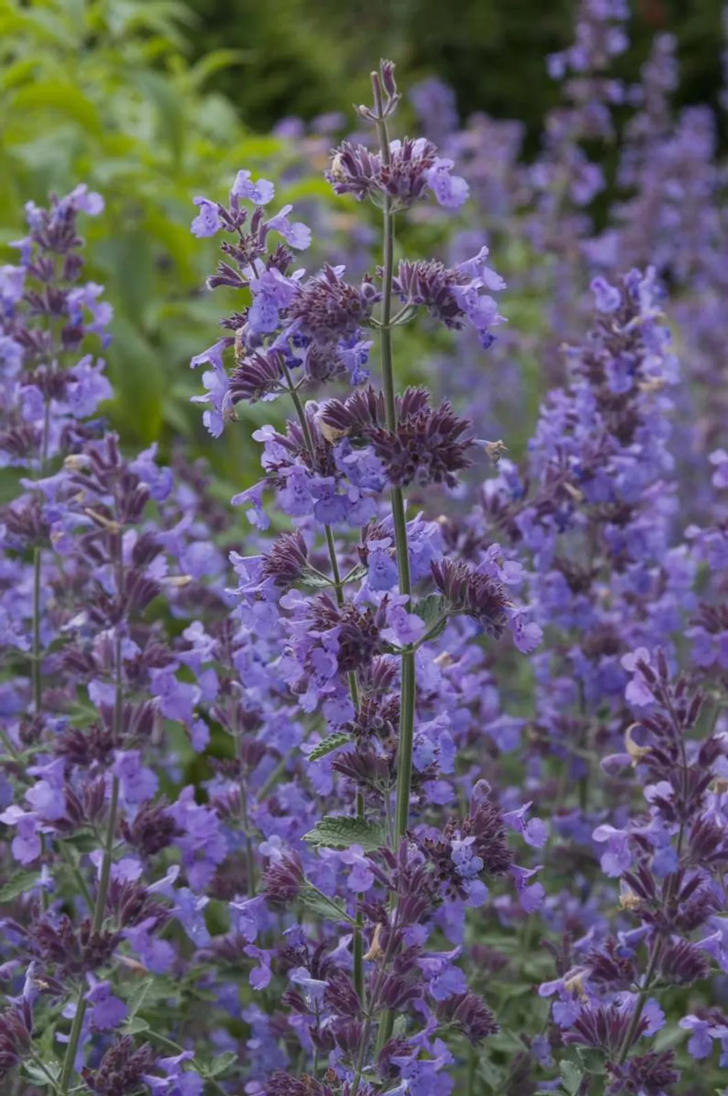 Kantnepeta 'Walker'S Low', 15-pack