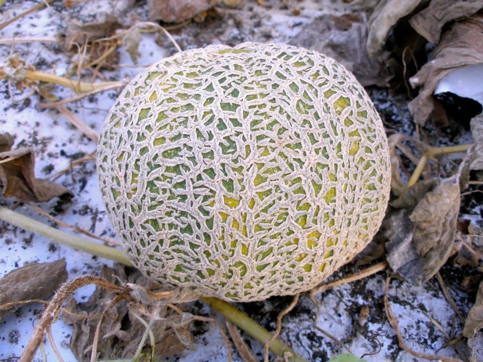 Melon 'Jenny Lind', ekofrö - miniatyr 2