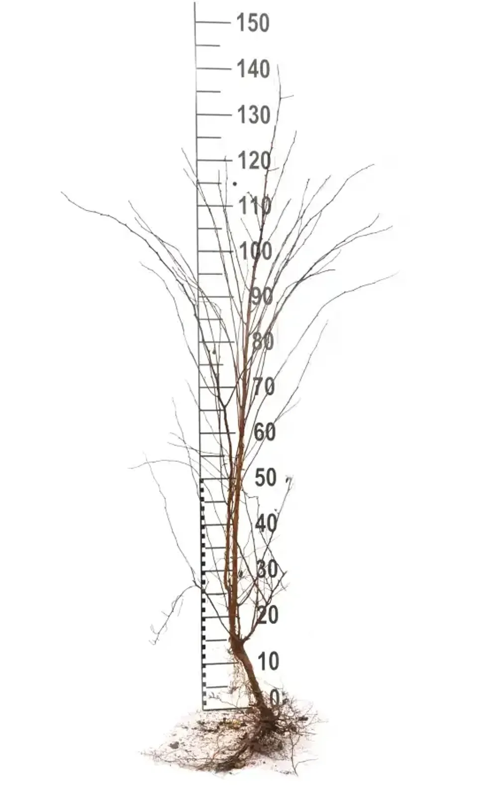 Bukettspirea, 50-80 cm - miniatyr 7