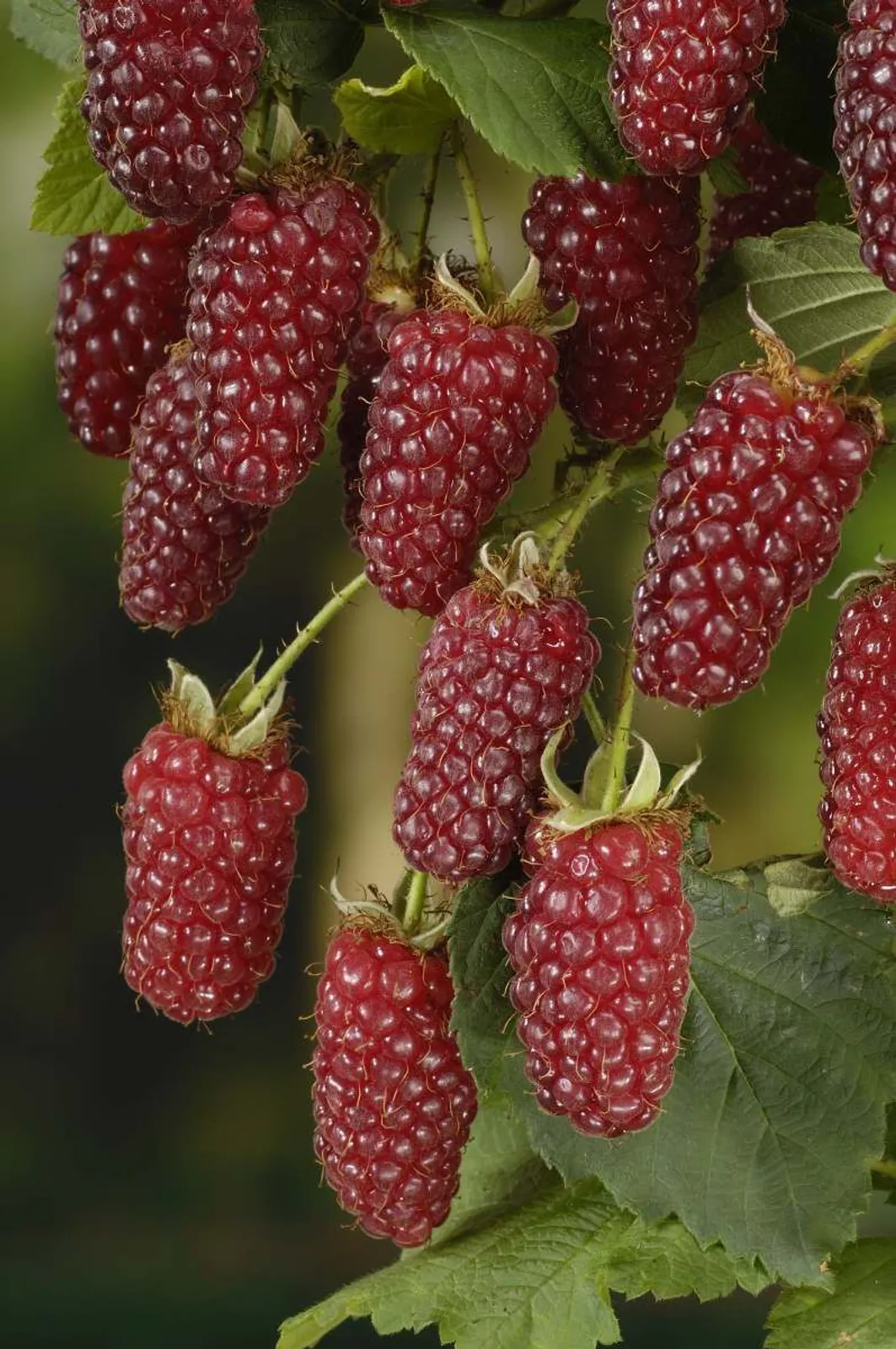 Björnbärshallon "Tayberry", 10-pack