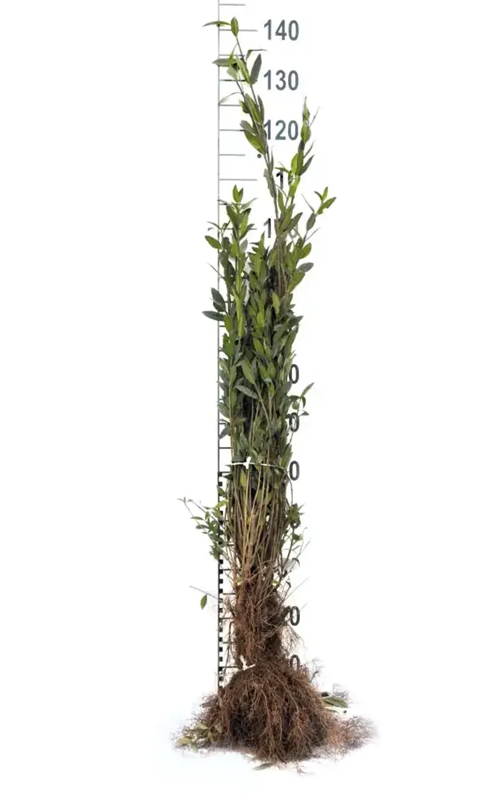 Vinterliguster 'Liga', 30-50 cm - miniatyr 5