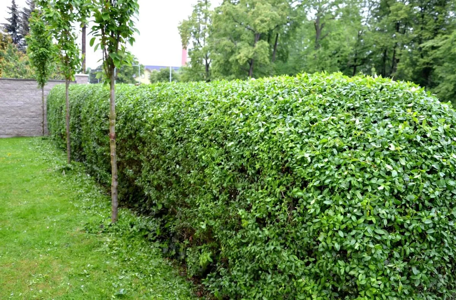 Bredbladig liguster, 30-40 cm - miniatyr 2