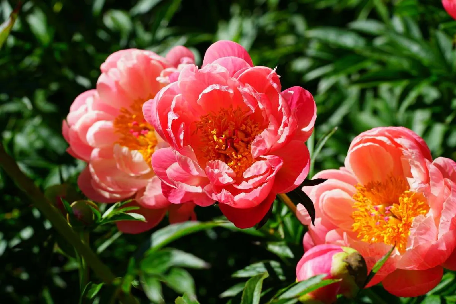 Luktpion 'Coral Charm', 2-pack
