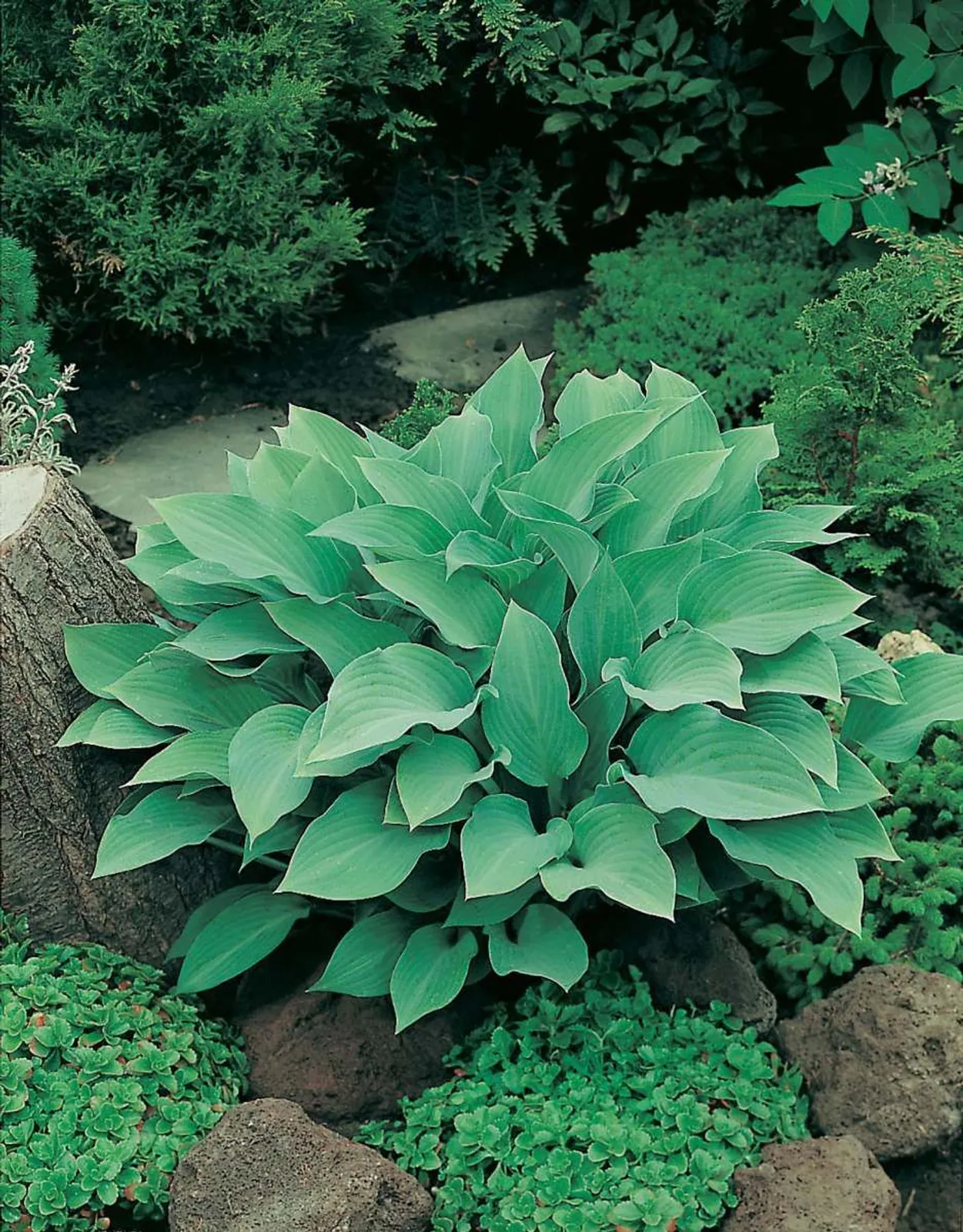 Funkia 'Krossa Regal', 3-pack