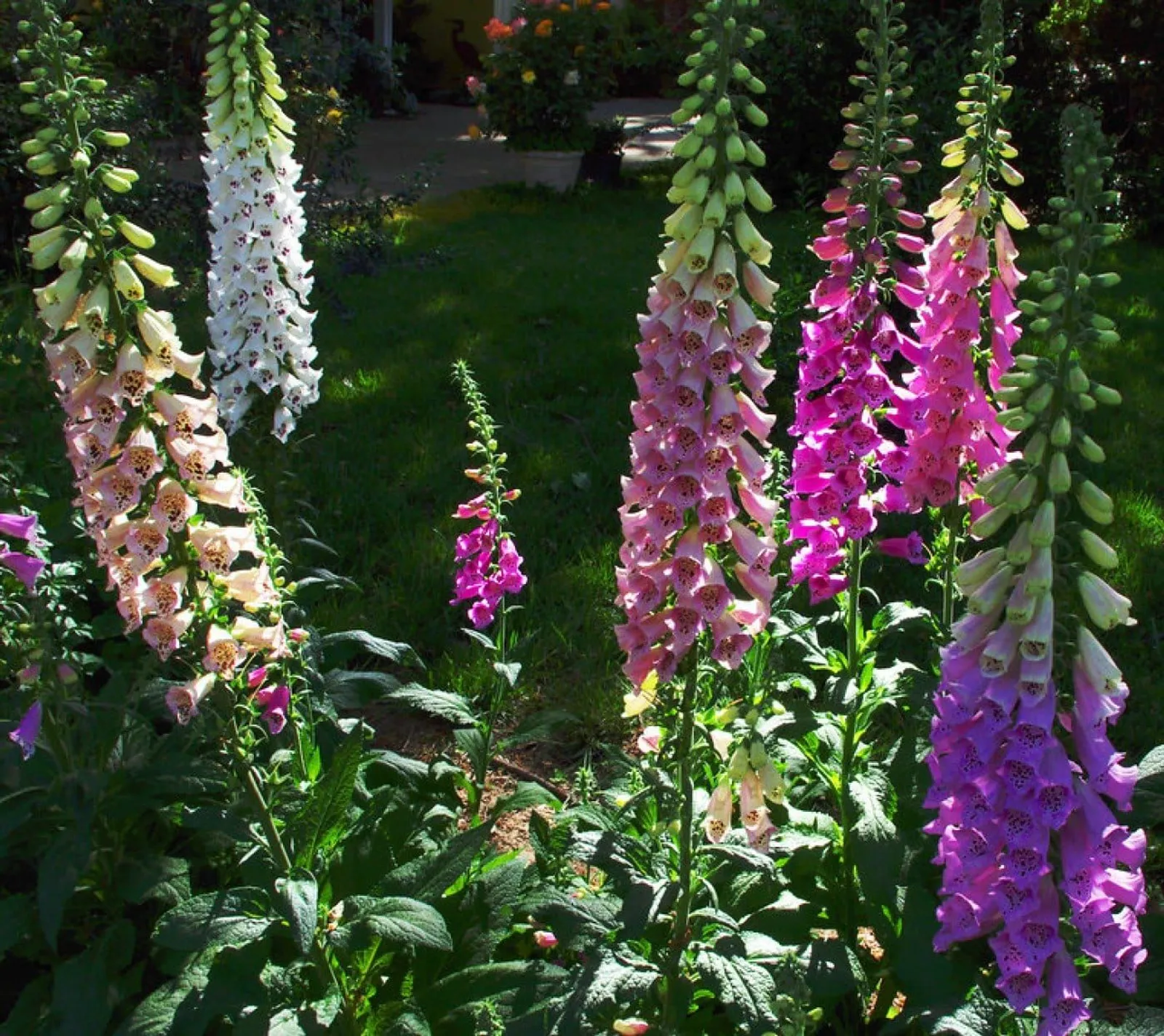 Tvååriga blommor - bienner