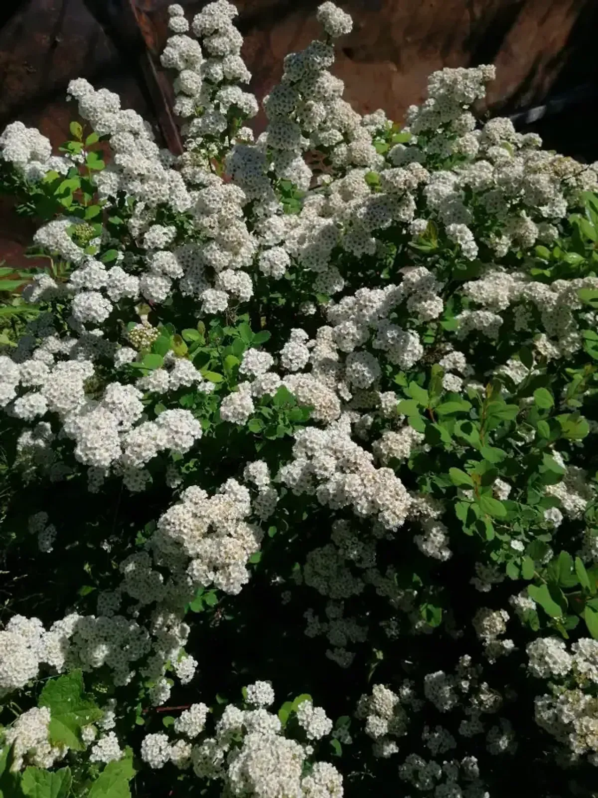 Björkspirea, 15-30 cm - miniatyr 2