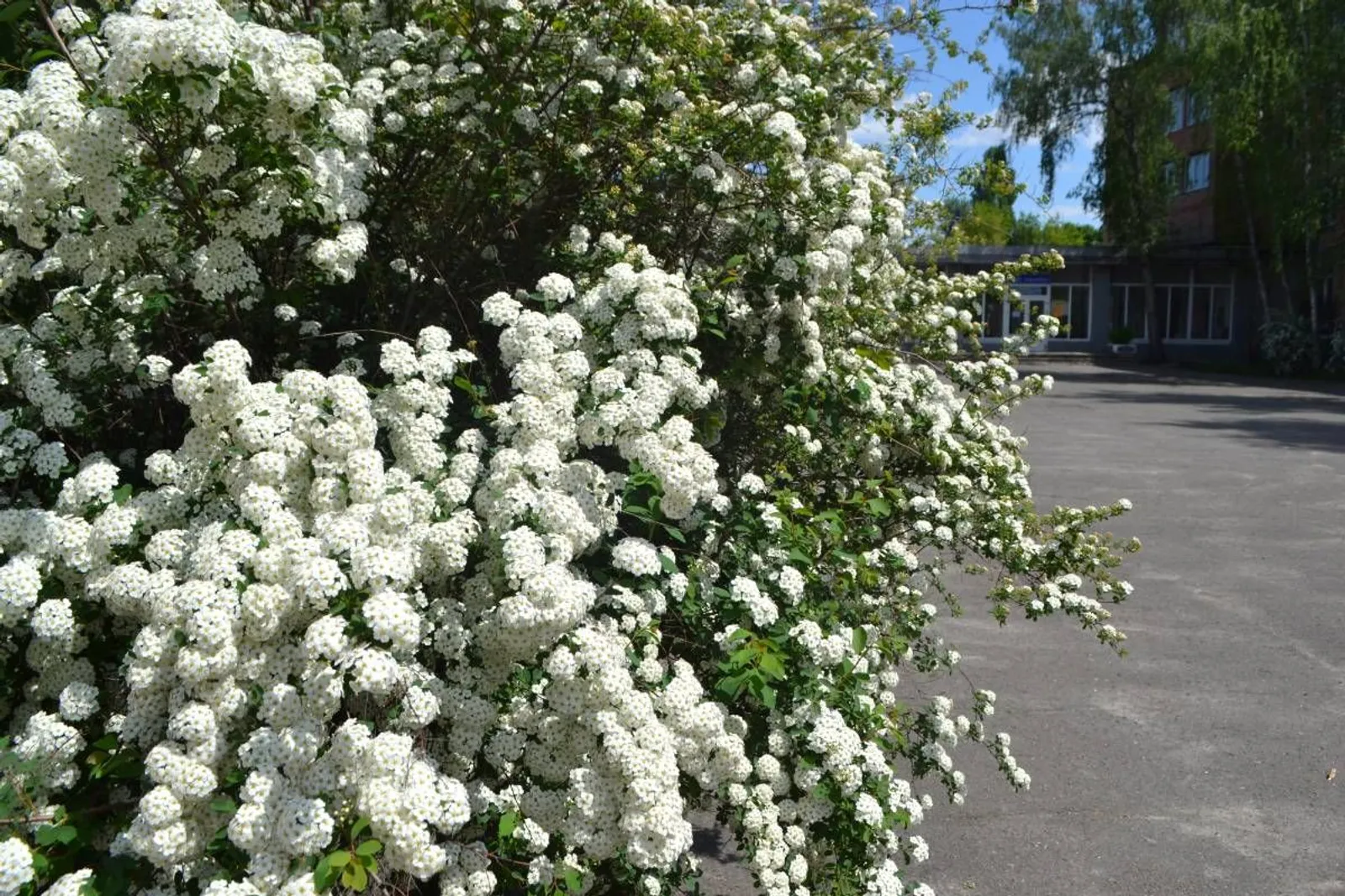 Bukettspirea, 80-100 cm, Goliat - miniatyr 4