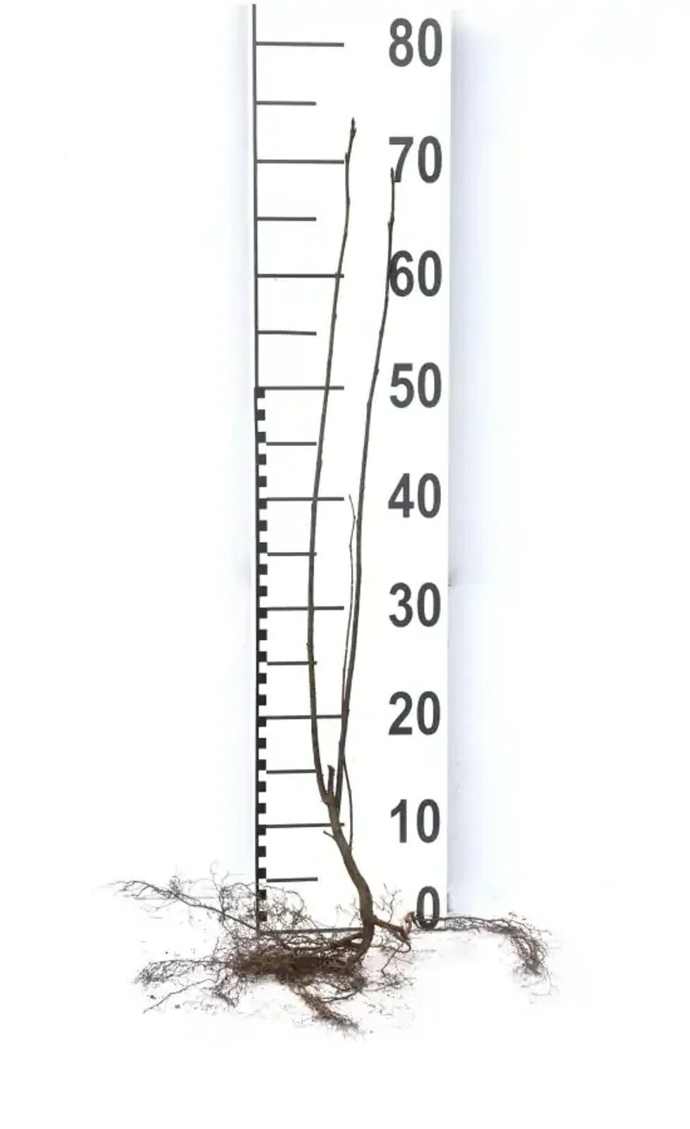 Hägg, 50-80 cm - miniatyr 7