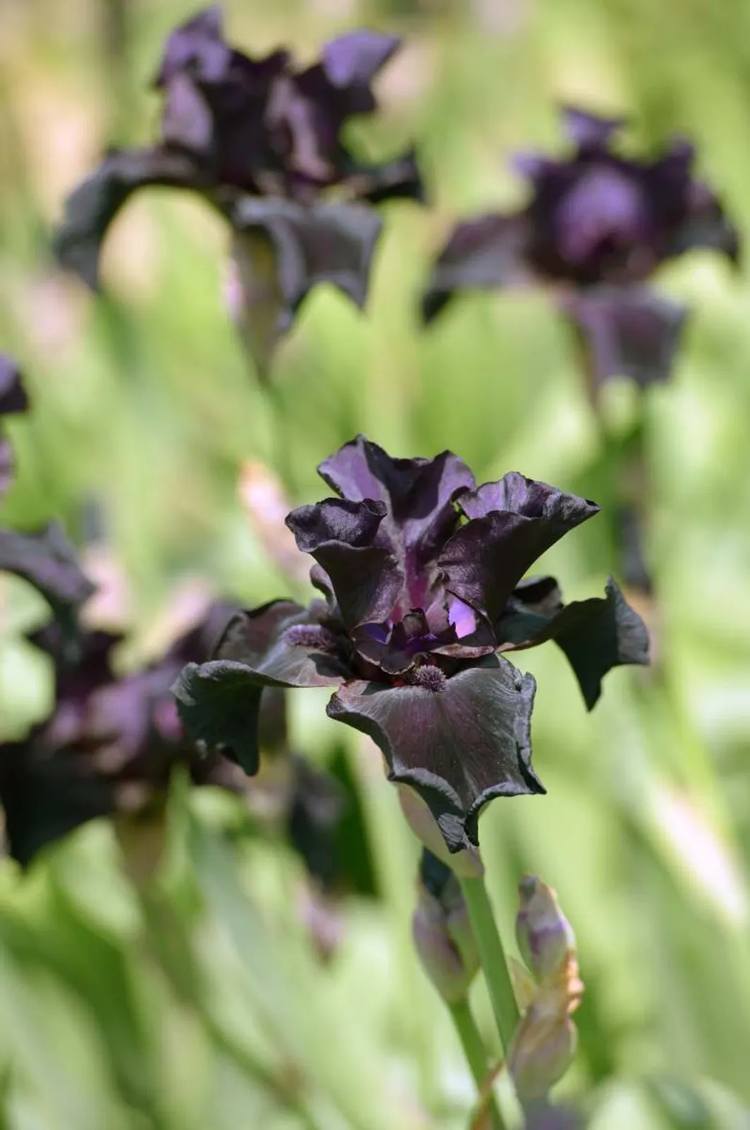 Sammetsiris 'Black Form', 3-pack