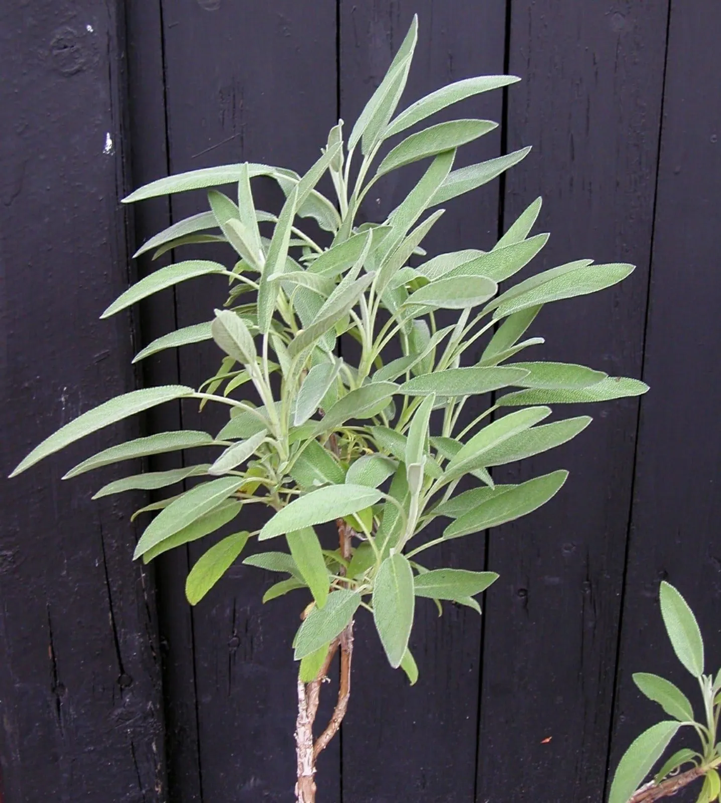 Salvia 'Salvia', ekofrö - miniatyr 2