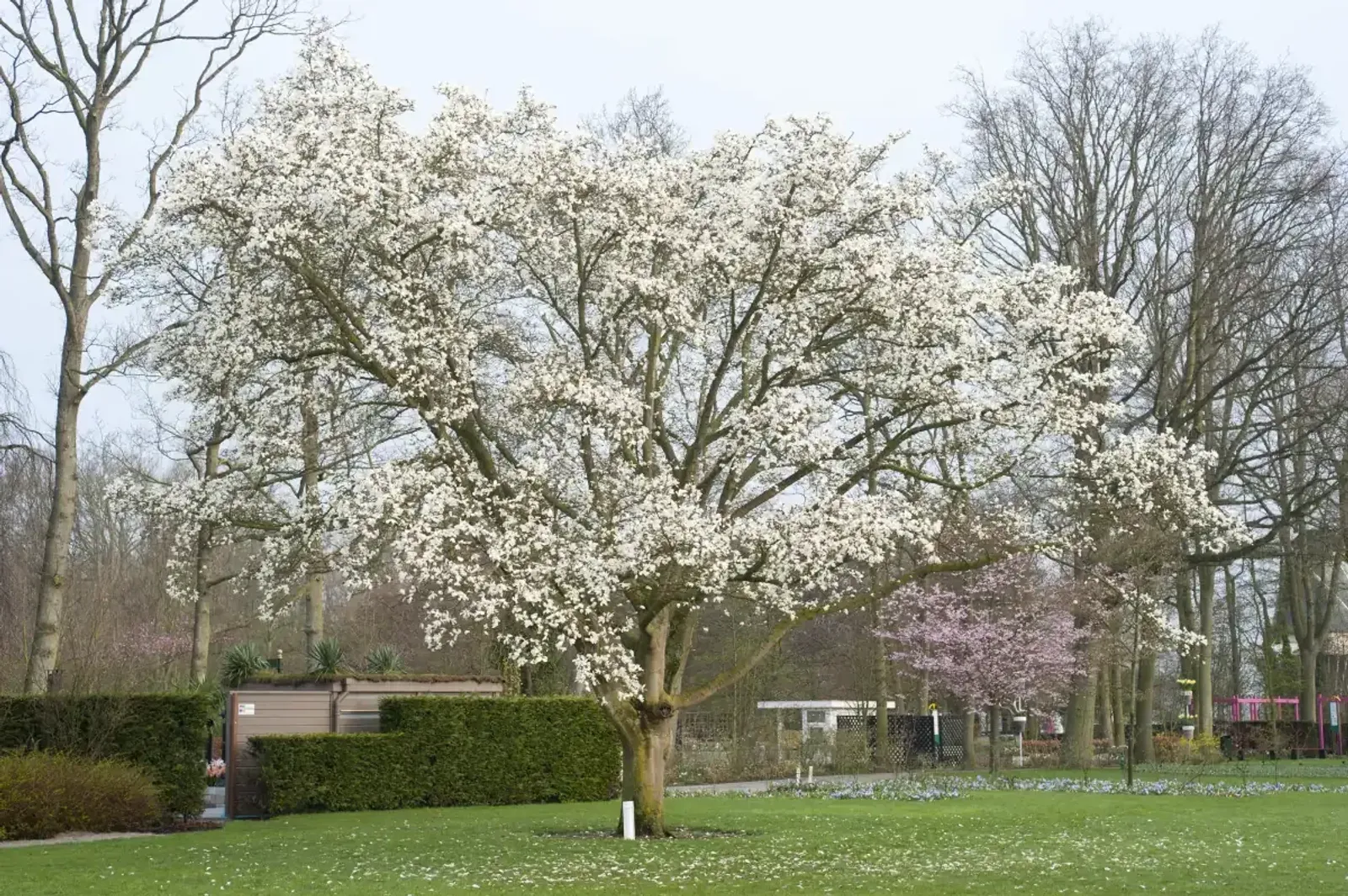 Japansk Magnolia, Högstammat träd - miniatyr 5