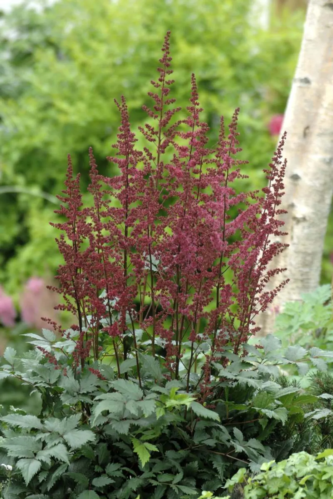 Astilbe 'Etna', 3-pack