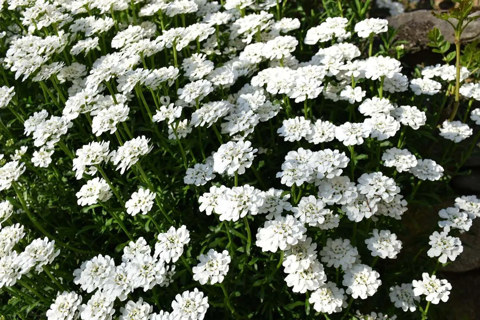Vinteriberis 'Schneeflocke', 15-pack