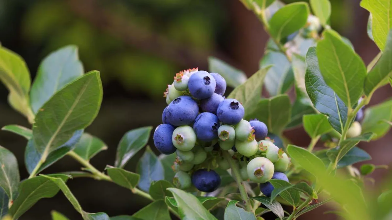 Hybridblåbär 'Northblue', 10-pack