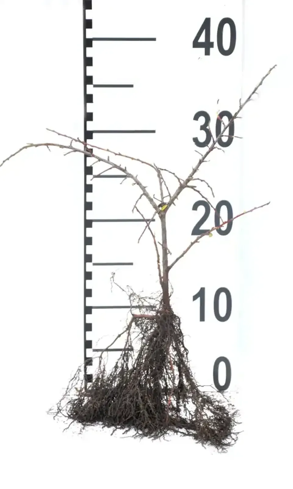 Svenskt parkoxbär 'Coral Beauty', 20-40 cm - miniatyr 5