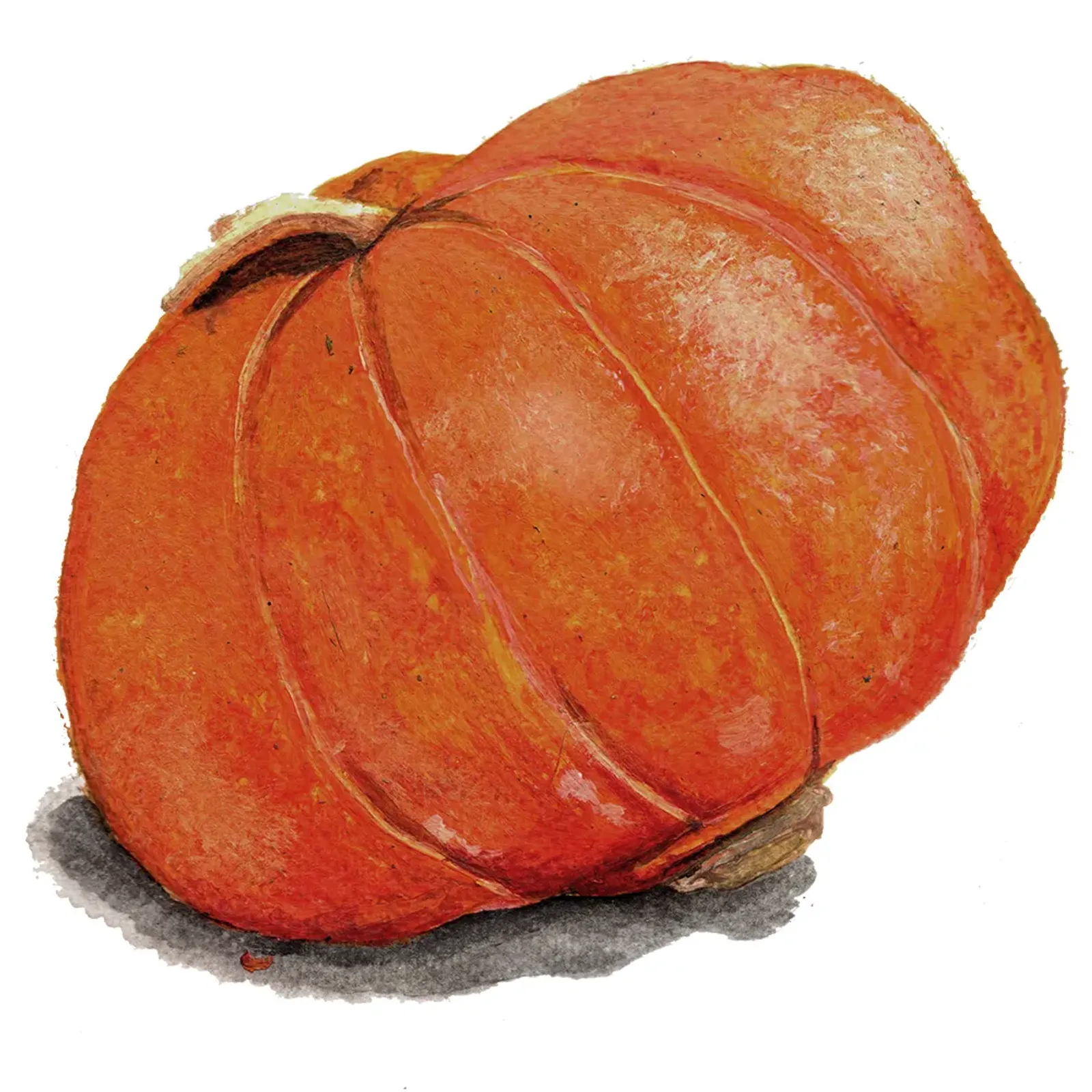 Vintersquash 'Gold Nugget', Frö - bild 1