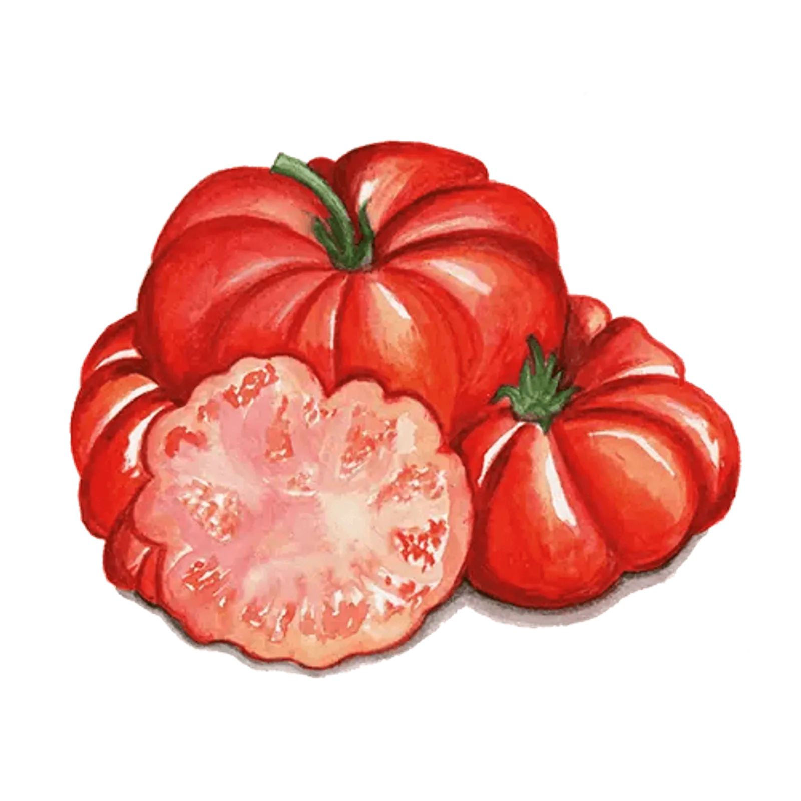 Tomat 'Costoluto Fiorentino', Frö - bild 1